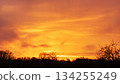 Vivid Golden Sunset Sky Over Silhouetted Trees in Peaceful Nature 134255249