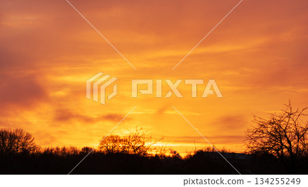 Vivid Golden Sunset Sky Over Silhouetted Trees in Peaceful Nature Vivid Golden Sunset Sky Over Silhouetted Trees in Peaceful Nature 134255249