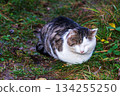 Calm Outdoor Cat Resting Peacefully on Green Grass in Nature 134255250