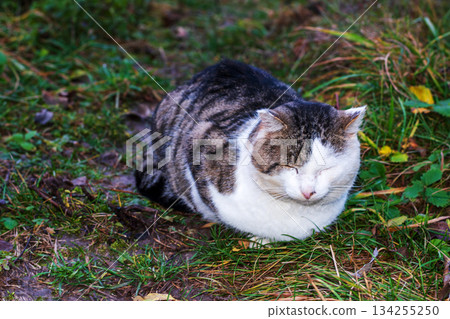Calm Outdoor Cat Resting Peacefully on Green Grass in Nature Calm Outdoor Cat Resting Peacefully on Green Grass in Nature 134255250