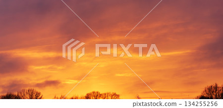 Vivid golden sunset sky glowing above peaceful winter tree silhouettes 134255256