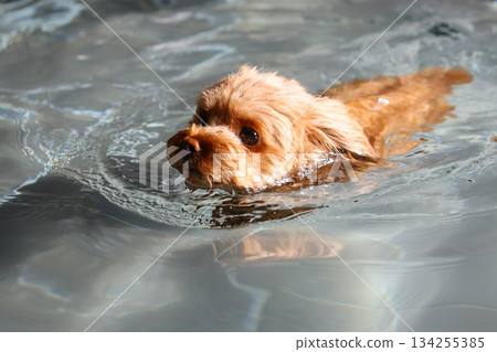玩具貴賓犬在溫泉裡游泳 玩具貴賓犬在溫泉裡游泳 134255385