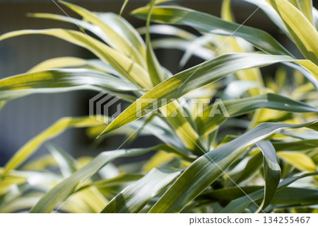 一張陽光下百合竹的特別照片,葉子呈現亮黃色,帶有斑駁的斑點,背景是花園裡的樹葉。 一張陽光下百合竹的特別照片,葉子呈現亮黃色,帶有斑駁的斑點,背景是花園裡的樹葉。 134255467