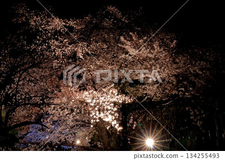 Light up at night cherry blossoms Light up at night cherry blossoms 134255493