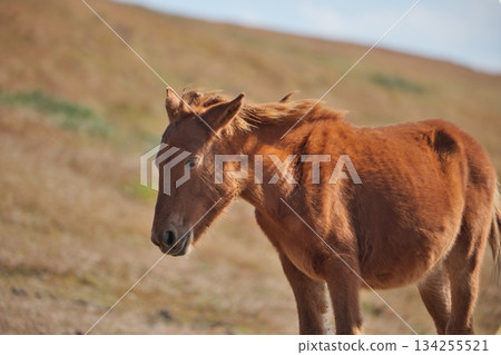 Wild horses at Cape Toi in Kushima City, Miyazaki Prefecture 134255521