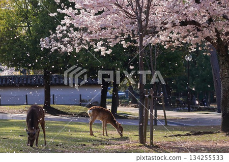 鹿群和櫻花花瓣飄落 134255533