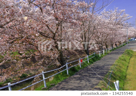 Cherry blossoms along the river Cherry blossoms along the river 134255540