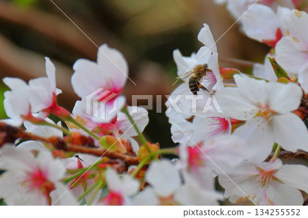 櫻花和蜜蜂 134255552