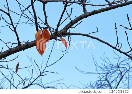 秋櫻花葉 134255572