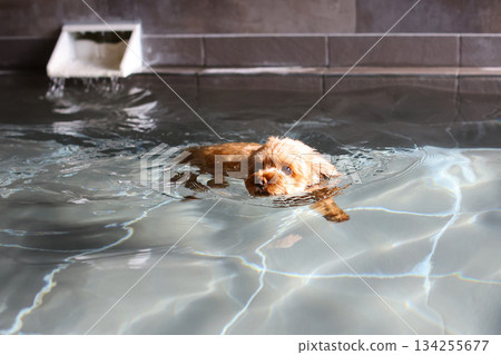 Toy poodle swimming in a hot spring 134255677