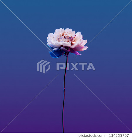 A single pale pink flower blooms against a blue to purple gradation background 134255707