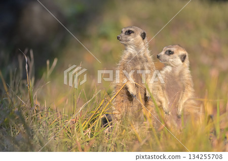 Two meerkats standing side by side, gazing into the distance 134255708