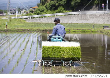 一位中年男性稻農正在使用插秧機插秧 134255721