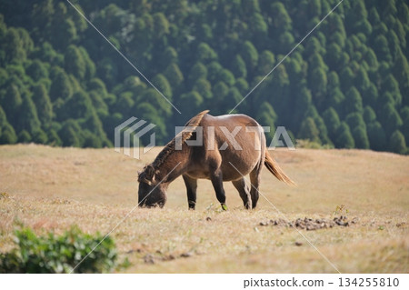 Wild horses at Cape Toi in Kushima City, Miyazaki Prefecture Wild horses at Cape Toi in Kushima City, Miyazaki Prefecture 134255810
