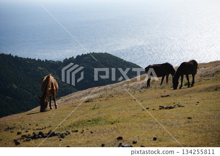 Wild horses at Cape Toi in Kushima City, Miyazaki Prefecture Wild horses at Cape Toi in Kushima City, Miyazaki Prefecture 134255811