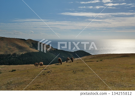 Cape Toi in Kushima City, Miyazaki Prefecture Cape Toi in Kushima City, Miyazaki Prefecture 134255812