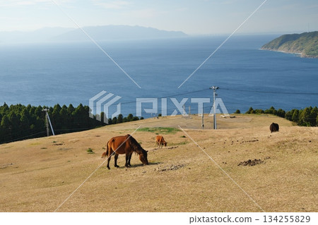 Wild horses at Cape Toi in Kushima City, Miyazaki Prefecture Wild horses at Cape Toi in Kushima City, Miyazaki Prefecture 134255829