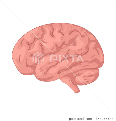 Illustration of human brain  134256328
