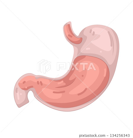 Illustration of human stomach Illustration of human stomach 134256343