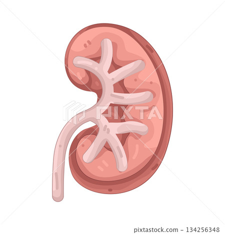 Illustration of human kidney  134256348