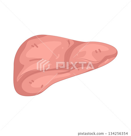 Illustration of human liver 134256354