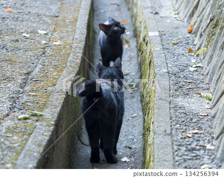 A black cat that took up residence in the city A black cat that took up residence in the city 134256394