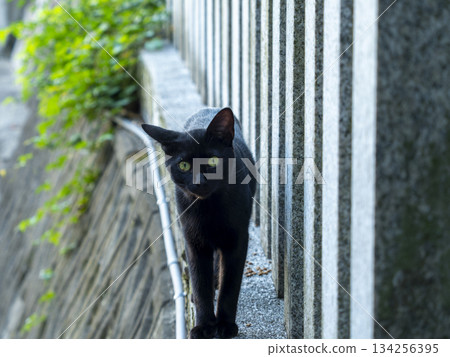 A black cat that took up residence in the city 134256395