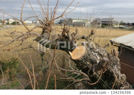 柿子樹修剪後，使用化學藥品促進傷口癒合 134256398