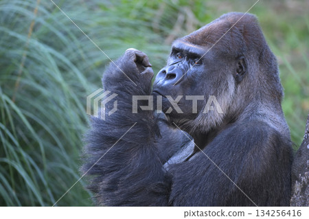 The gorilla is shocked that he has been obsessing over such a small stubble for days. 134256416