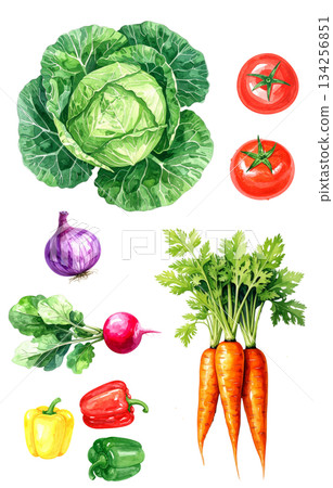 Fresh vegetables watercolor illustration set 134256851