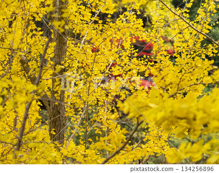 yellow ginkgo leaves 134256896