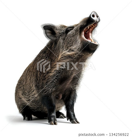 Roaring Wild Boar Isolated on White Background. Generative ai 134256922