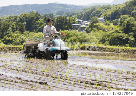 一位年輕的稻農正在用插秧機插秧。 一位年輕的稻農正在用插秧機插秧。 134257049