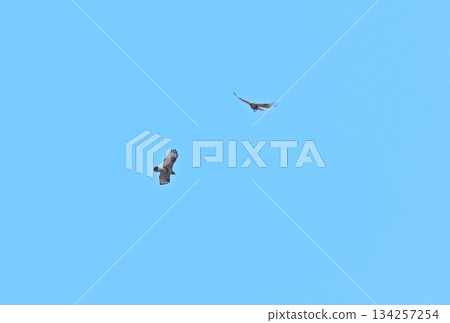 Two buzzards flying in the early spring sky of Hokkaido Two buzzards flying in the early spring sky of Hokkaido 134257254