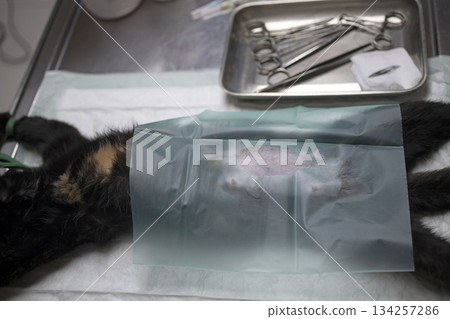 cat sterilization and vet 134257286