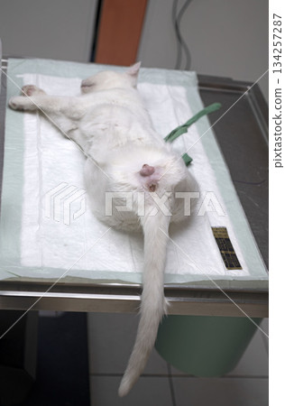 cat sterilization and vet 134257287