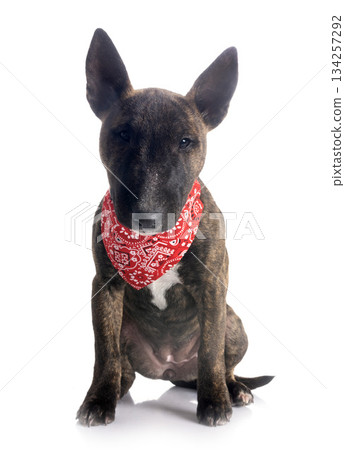 miniature bull terrier in studio 134257292