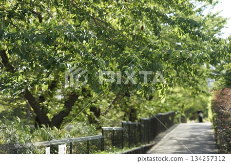 Meguro River green road Meguro River green road 134257312