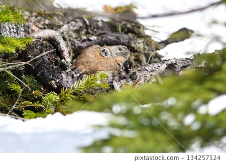 一隻鼠兔坐在還有殘雪的岩石上。 一隻鼠兔坐在還有殘雪的岩石上。 134257524