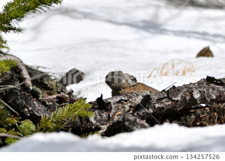 A pika sitting on a rock with remaining snow 134257526