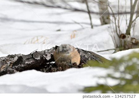 一隻鼠兔坐在還有殘雪的岩石上。 134257527