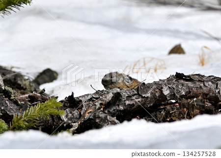 一隻鼠兔在岩石上吃著植物，岩石上還殘留著積雪。 134257528