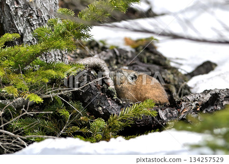 A pika eating plants on a rock with remaining snow A pika eating plants on a rock with remaining snow 134257529