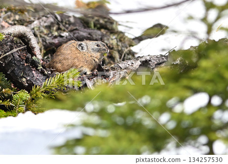 A pika eating plants on a rock with remaining snow A pika eating plants on a rock with remaining snow 134257530