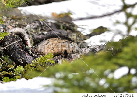 一隻鼠兔在岩石上吃著植物，岩石上還殘留著積雪。 134257531