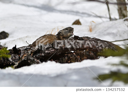 A pika cries on a rock with remaining snow 134257532