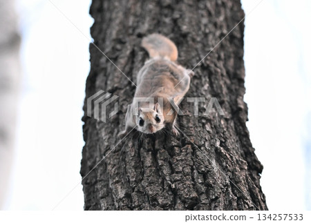 A Siberian flying squirrel moving up a birch trunk in a spring park in Hokkaido 134257533
