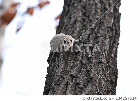 一隻西伯利亞飛鼠在北海道一座春季公園裡沿著樺樹幹向上攀爬 一隻西伯利亞飛鼠在北海道一座春季公園裡沿著樺樹幹向上攀爬 134257534