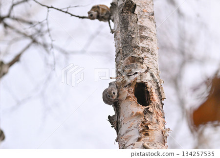 一隻西伯利亞飛鼠在北海道一座春季公園裡沿著樺樹幹向上攀爬 134257535