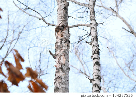 一隻雄性西伯利亞飛鼠在北海道某春季公園的一棵樺樹樹洞裡窺視著一隻雌性飛鼠。 134257536